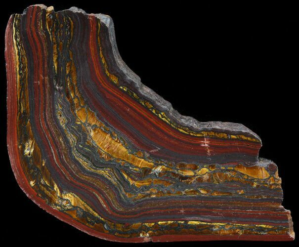 Polished Tiger Iron Stromatolite - ( Billion Years) #42561